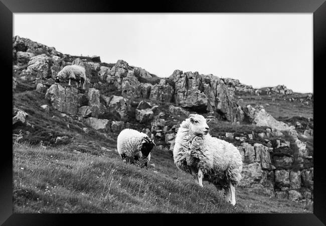 Sheep Trio in the Yorkshire Dales Framed Print by Jason Wells