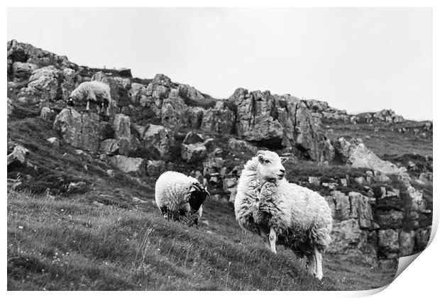 Sheep Trio in the Yorkshire Dales Print by Jason Wells
