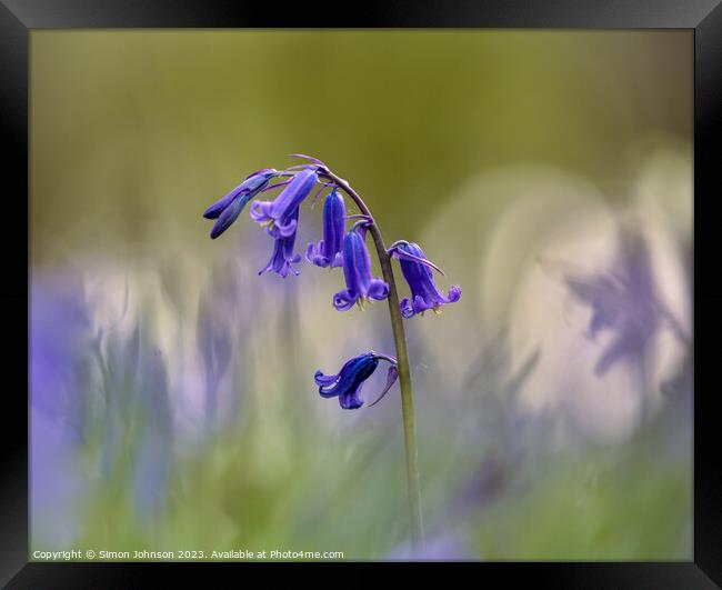 Plant flower Framed Print by Simon Johnson