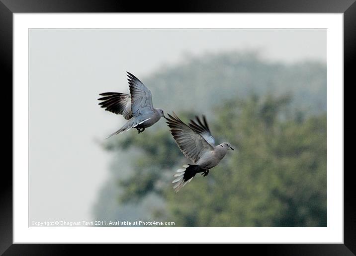 Eurasian Collared Dove in flight Framed Mounted Print by Bhagwat Tavri