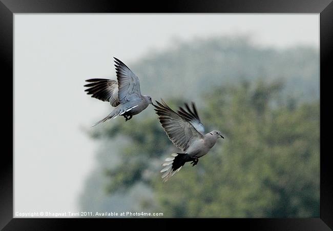 Eurasian Collared Dove in flight Framed Print by Bhagwat Tavri