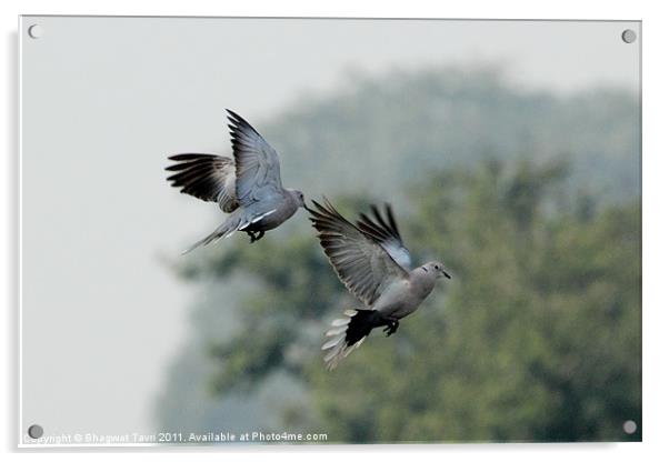 Eurasian Collared Dove in flight Acrylic by Bhagwat Tavri