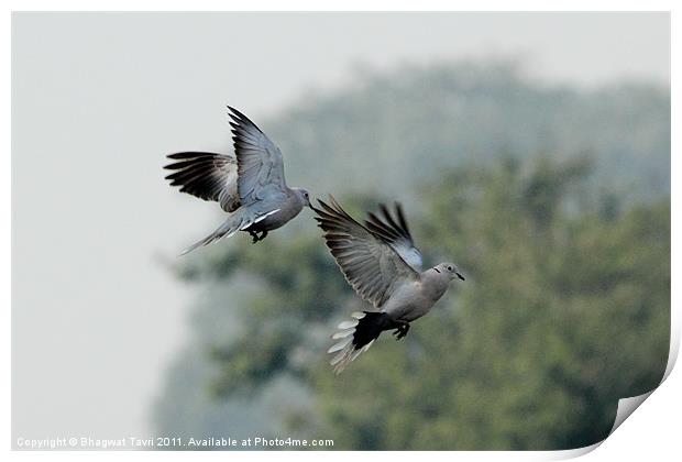 Eurasian Collared Dove in flight Print by Bhagwat Tavri