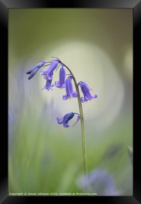 Plant flower Framed Print by Simon Johnson