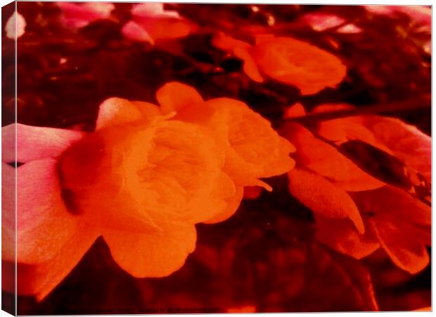 Abstract flowers Canvas Print by Stephanie Moore