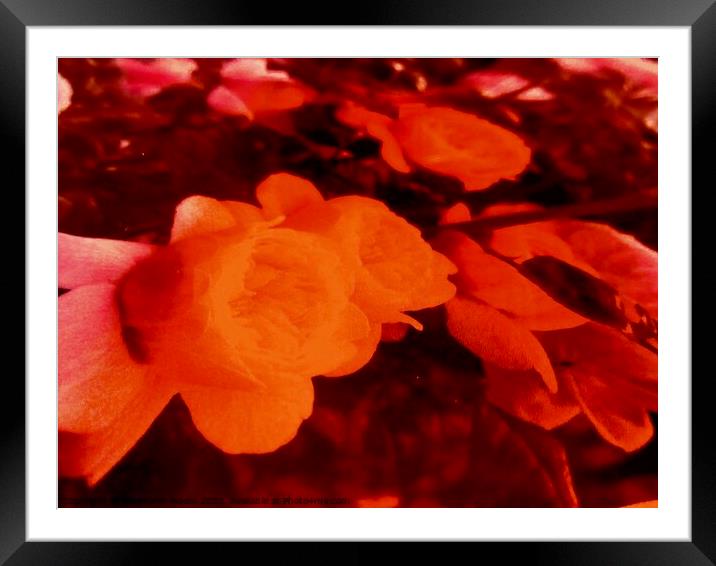 Abstract flowers Framed Mounted Print by Stephanie Moore