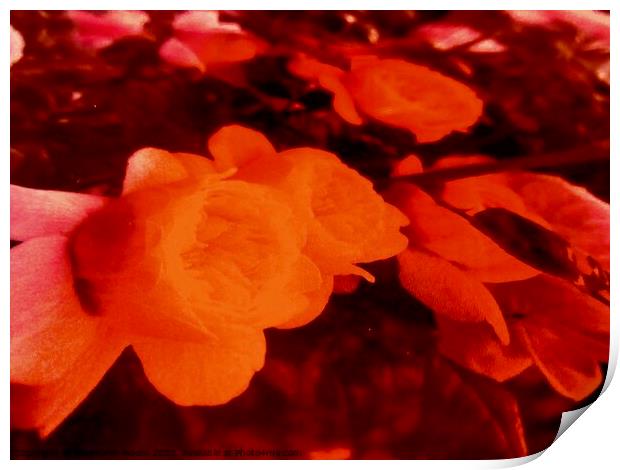 Abstract flowers Print by Stephanie Moore