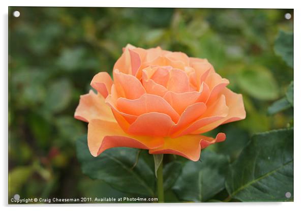 Peach Rose Acrylic by Craig Cheeseman