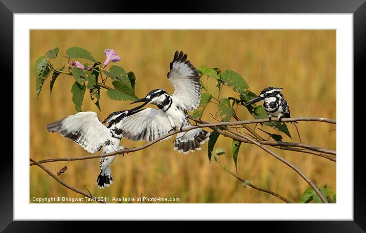 Pied Kingfisher Framed Mounted Print by Bhagwat Tavri