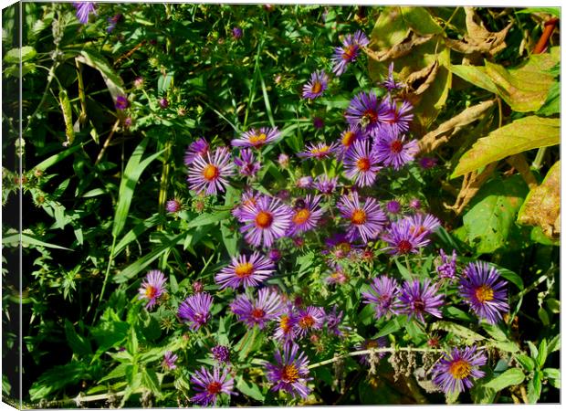 Wild Asters Canvas Print by Stephanie Moore