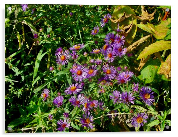 Wild Asters Acrylic by Stephanie Moore