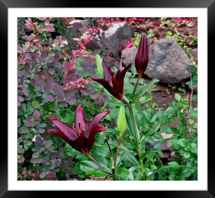 Almost black lilies Framed Mounted Print by Stephanie Moore