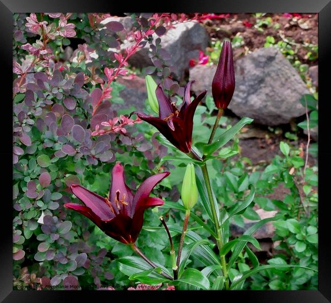 Almost black lilies Framed Print by Stephanie Moore