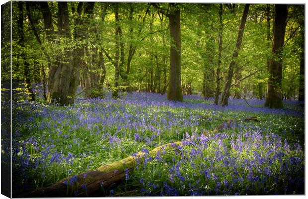 Bluebell Woods Canvas Print by Phil Clements