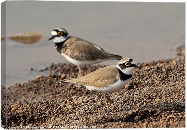 Little Ringed Plover Canvas Print by Bhagwat Tavri