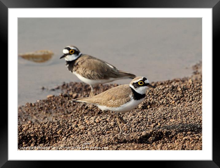 Little Ringed Plover Framed Mounted Print by Bhagwat Tavri