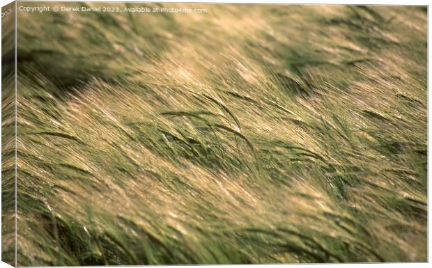 Barley blowing in the wind Canvas Print by Derek Daniel