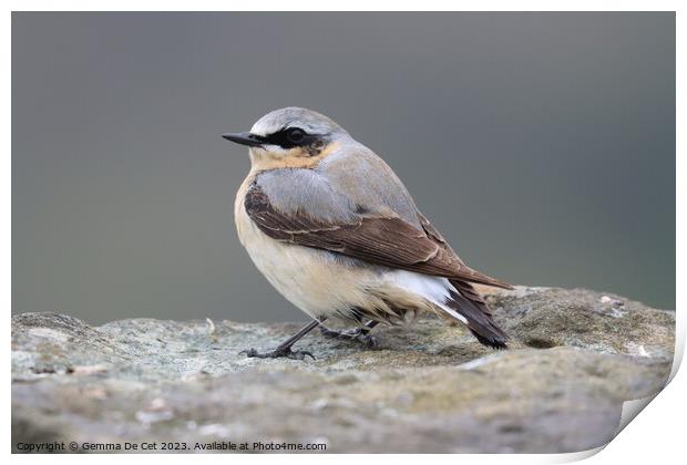 Male Wheatear bird Print by Gemma De Cet