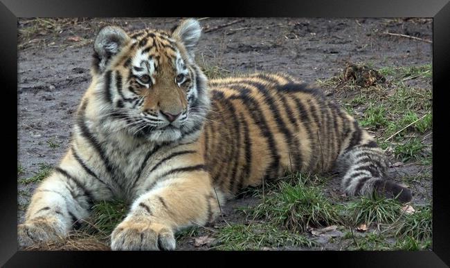 Siberian tiger, Panthera tigris altaica Framed Print by Irena Chlubna