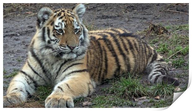 Siberian tiger, Panthera tigris altaica Print by Irena Chlubna