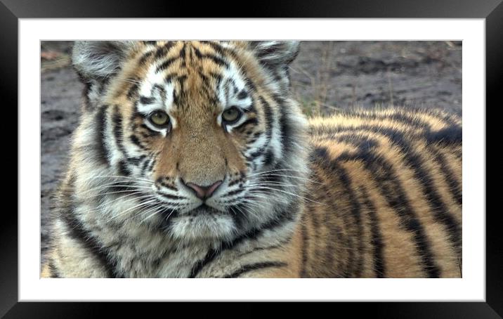 Siberian tiger, Panthera tigris altaica Framed Mounted Print by Irena Chlubna