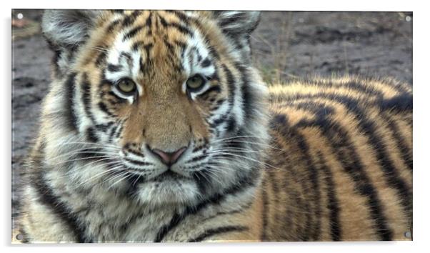 Siberian tiger, Panthera tigris altaica Acrylic by Irena Chlubna