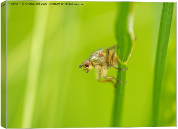 Golden Dung Fly. Canvas Print by Angela Aird