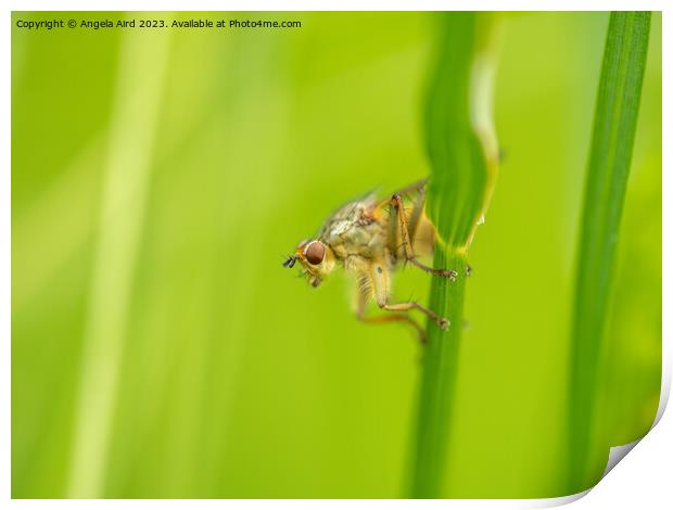 Golden Dung Fly. Print by Angela Aird