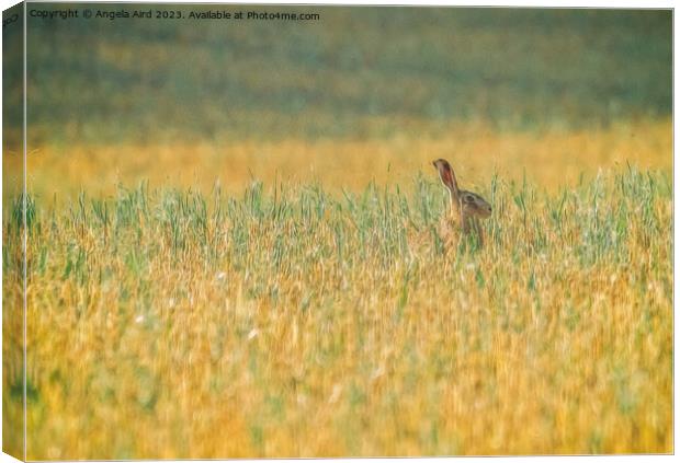 Hare. Canvas Print by Angela Aird