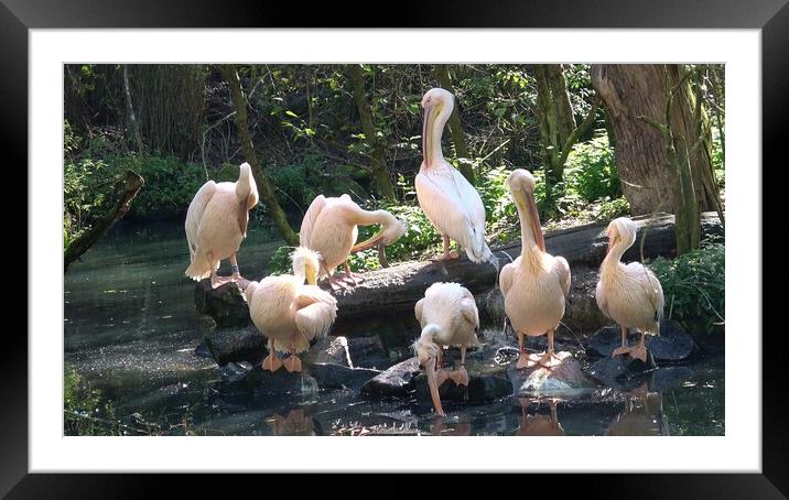 Group of white pelicans resting on the edge of the lake Framed Mounted Print by Irena Chlubna