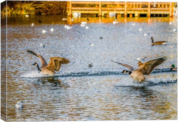 Graceful Water Ballet Canvas Print by Anthony Moore