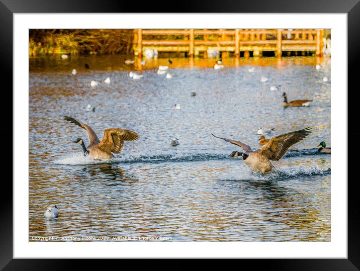 Graceful Water Ballet Framed Mounted Print by Anthony Moore