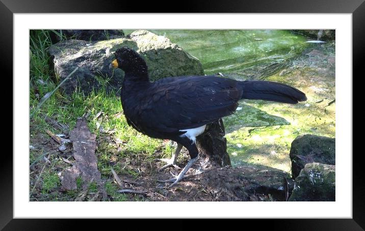 A male black curassow (Crax alector), is a species of bird in the family Cracidae. Framed Mounted Print by Irena Chlubna