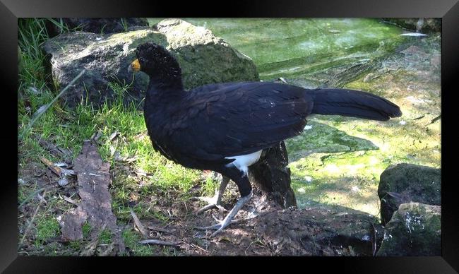 A male black curassow (Crax alector), is a species of bird in the family Cracidae. Framed Print by Irena Chlubna