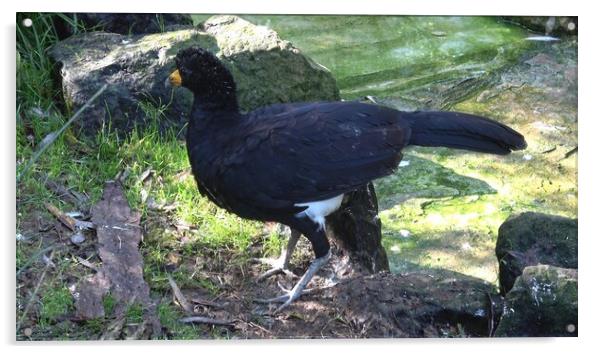 A male black curassow (Crax alector), is a species of bird in the family Cracidae. Acrylic by Irena Chlubna