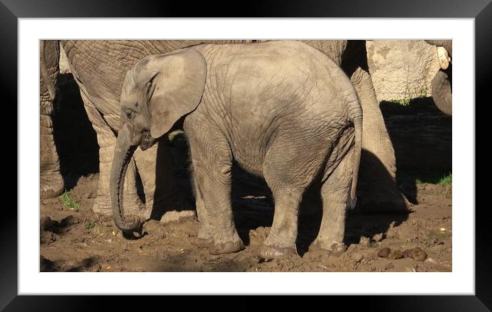 One african elephant cub (loxodonta africana) standing inbetween adults Framed Mounted Print by Irena Chlubna
