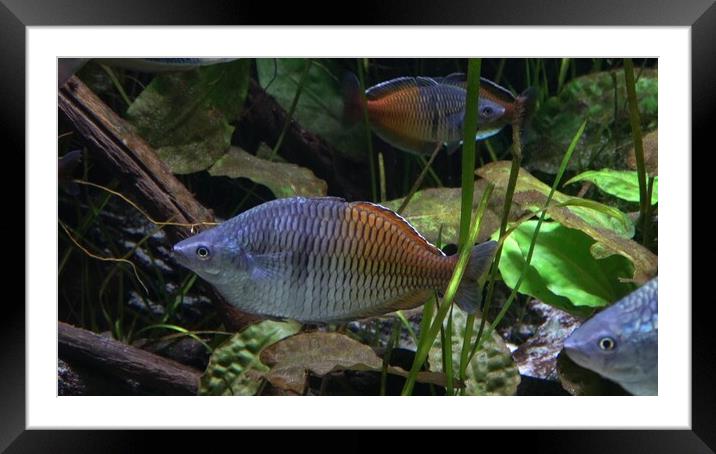 Exotic tropical fish in the aquarium Framed Mounted Print by Irena Chlubna
