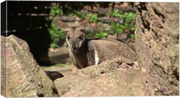 Yellow-footed rock-wallaby behind a rock. Closeup portrait. Canvas Print by Irena Chlubna