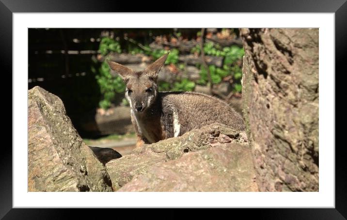 Yellow-footed rock-wallaby behind a rock. Closeup portrait. Framed Mounted Print by Irena Chlubna