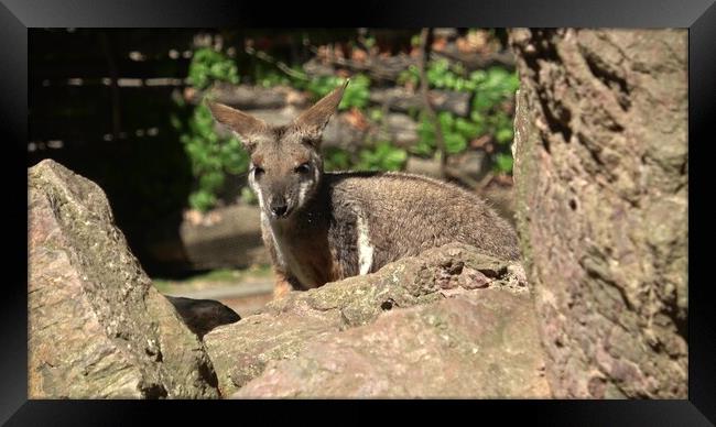 Yellow-footed rock-wallaby behind a rock. Closeup portrait. Framed Print by Irena Chlubna