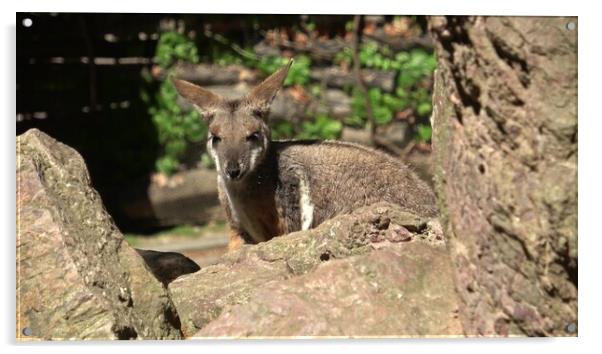 Yellow-footed rock-wallaby behind a rock. Closeup portrait. Acrylic by Irena Chlubna