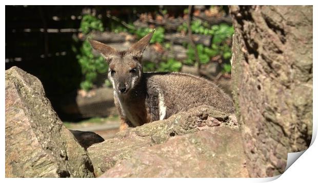 Yellow-footed rock-wallaby behind a rock. Closeup portrait. Print by Irena Chlubna