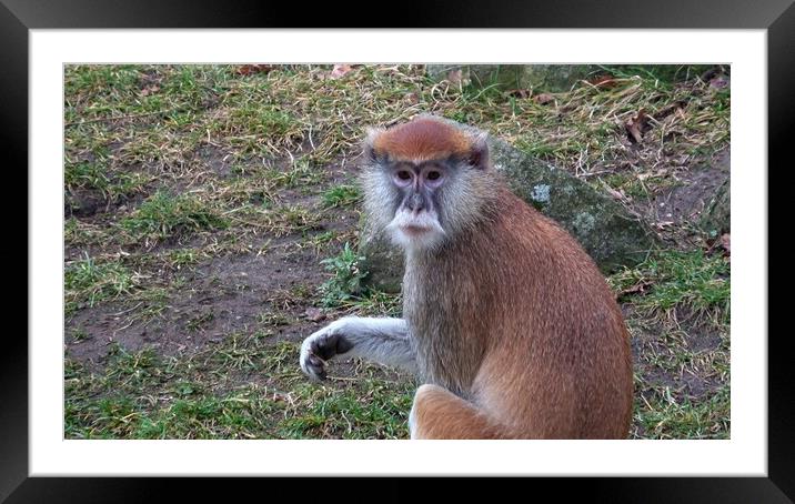 The patas monkey (Erythrocebus patas), also known as the wadi monkey or hussar monkey Framed Mounted Print by Irena Chlubna