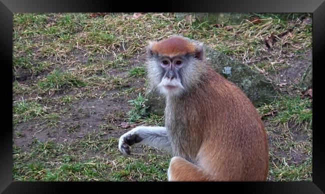 The patas monkey (Erythrocebus patas), also known as the wadi monkey or hussar monkey Framed Print by Irena Chlubna