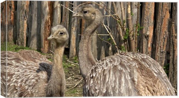 Two adults of Darwin's rhea (Rhea pennata), also known as the lesser rhea. Canvas Print by Irena Chlubna