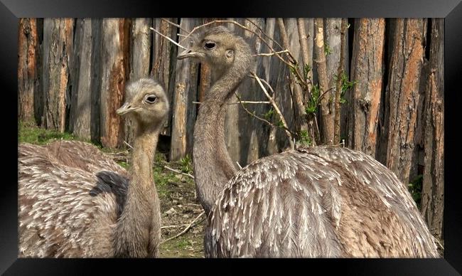 Two adults of Darwin's rhea (Rhea pennata), also known as the lesser rhea. Framed Print by Irena Chlubna