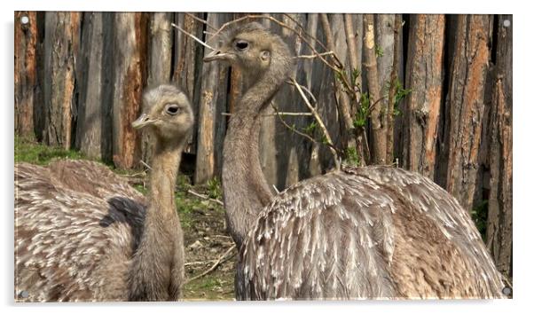 Two adults of Darwin's rhea (Rhea pennata), also known as the lesser rhea. Acrylic by Irena Chlubna