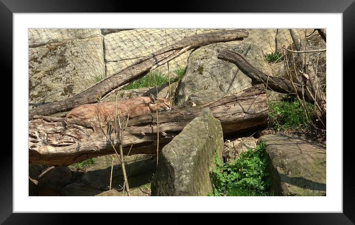 Felis caracal is sleeping in its enclosure. Big wild cat is dozing. Framed Mounted Print by Irena Chlubna