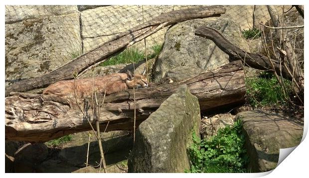Felis caracal is sleeping in its enclosure. Big wild cat is dozing. Print by Irena Chlubna