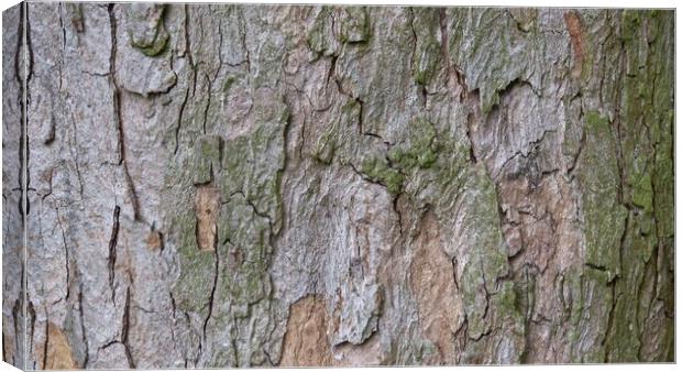 Bark in natural environment. Part trunk with nice decorative bark. Canvas Print by Irena Chlubna